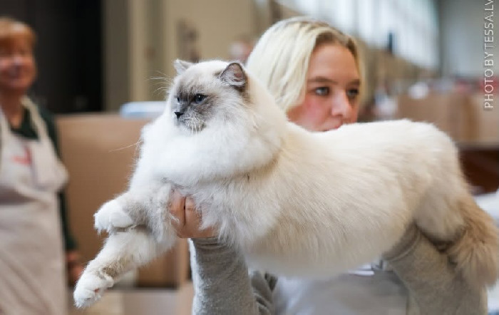 Roman Ragdolls Dollicious Ragdolls